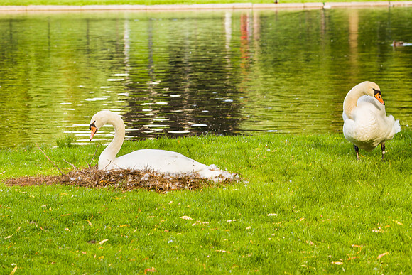 0038-LaurenSunminEngagement2703