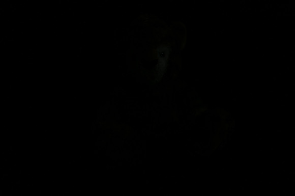 raw-recovery-001-3731-2
