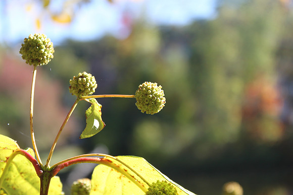 close-up-preset-001-7876