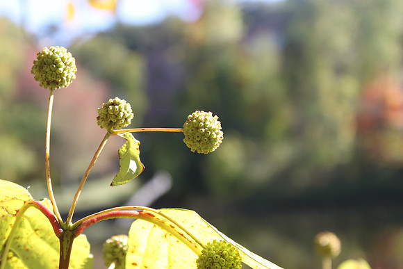 green-close-up-001-7878
