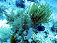 Cayman Islands